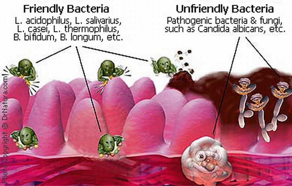benefits of probiotics - gut bacteria